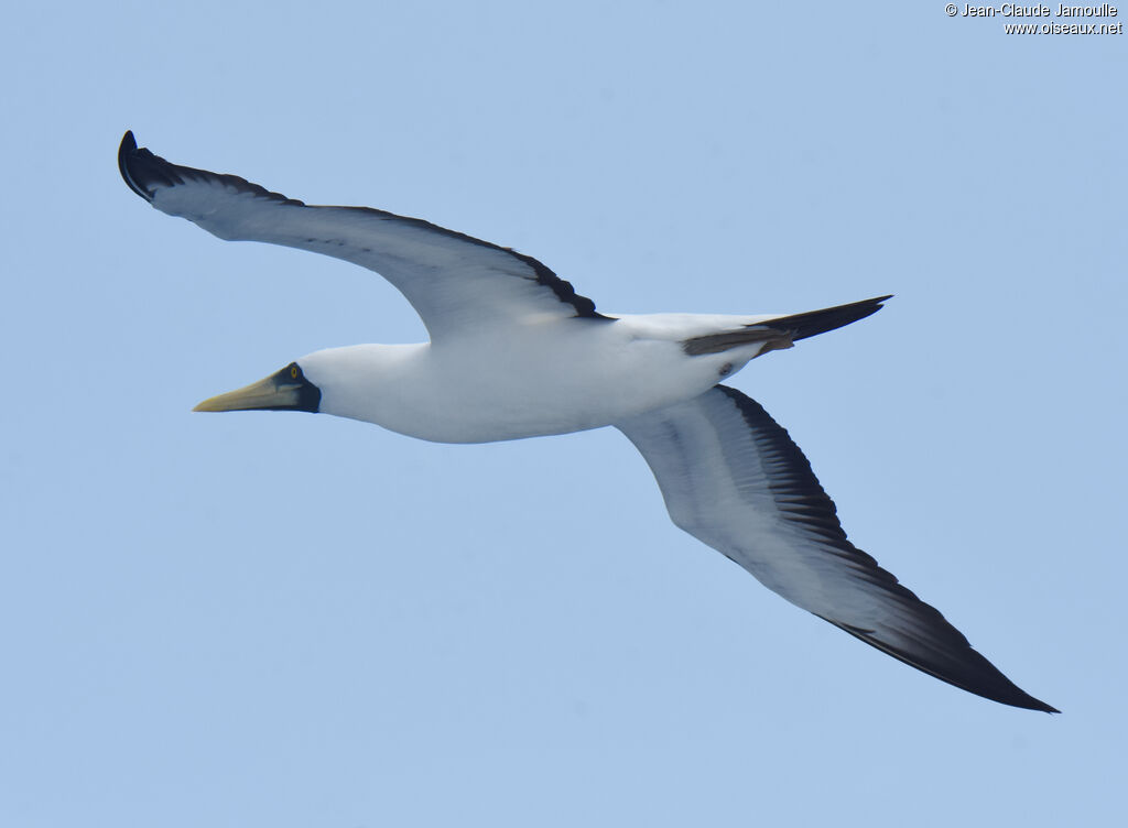 Masked Booby