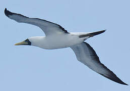 Masked Booby