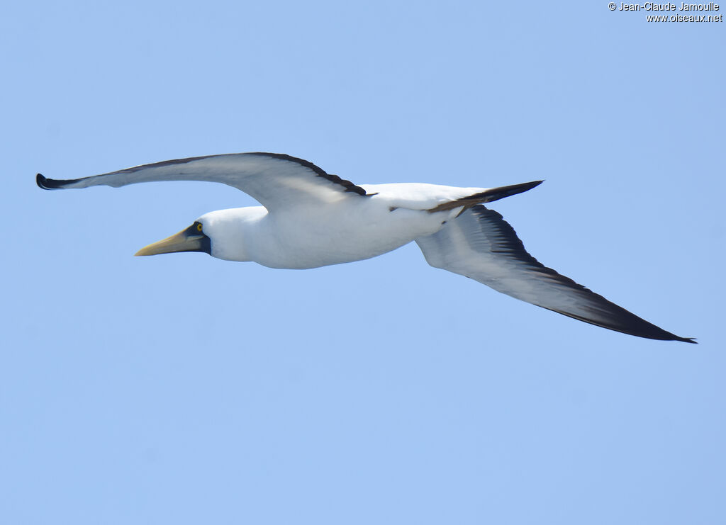 Masked Booby