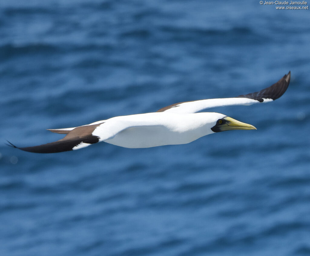 Masked Booby