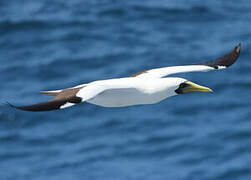 Masked Booby