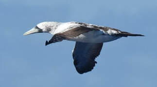 Masked Booby