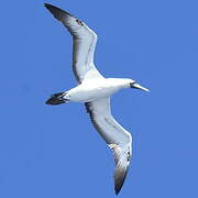 Masked Booby