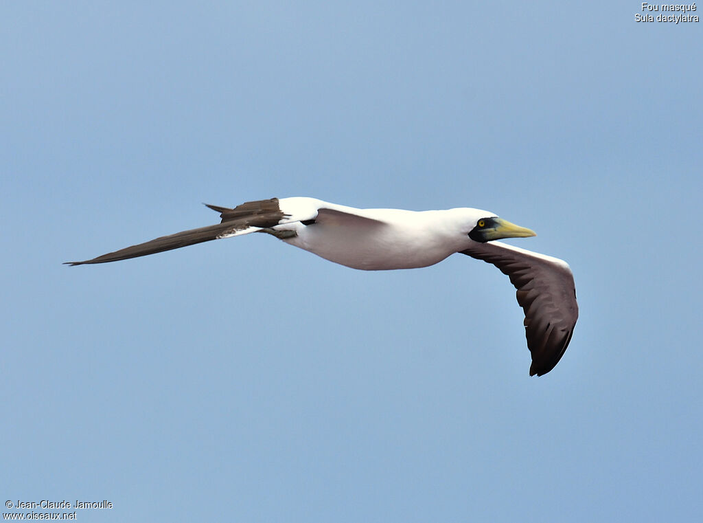 Masked Boobyadult, Flight