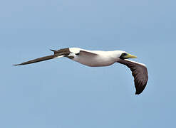 Masked Booby