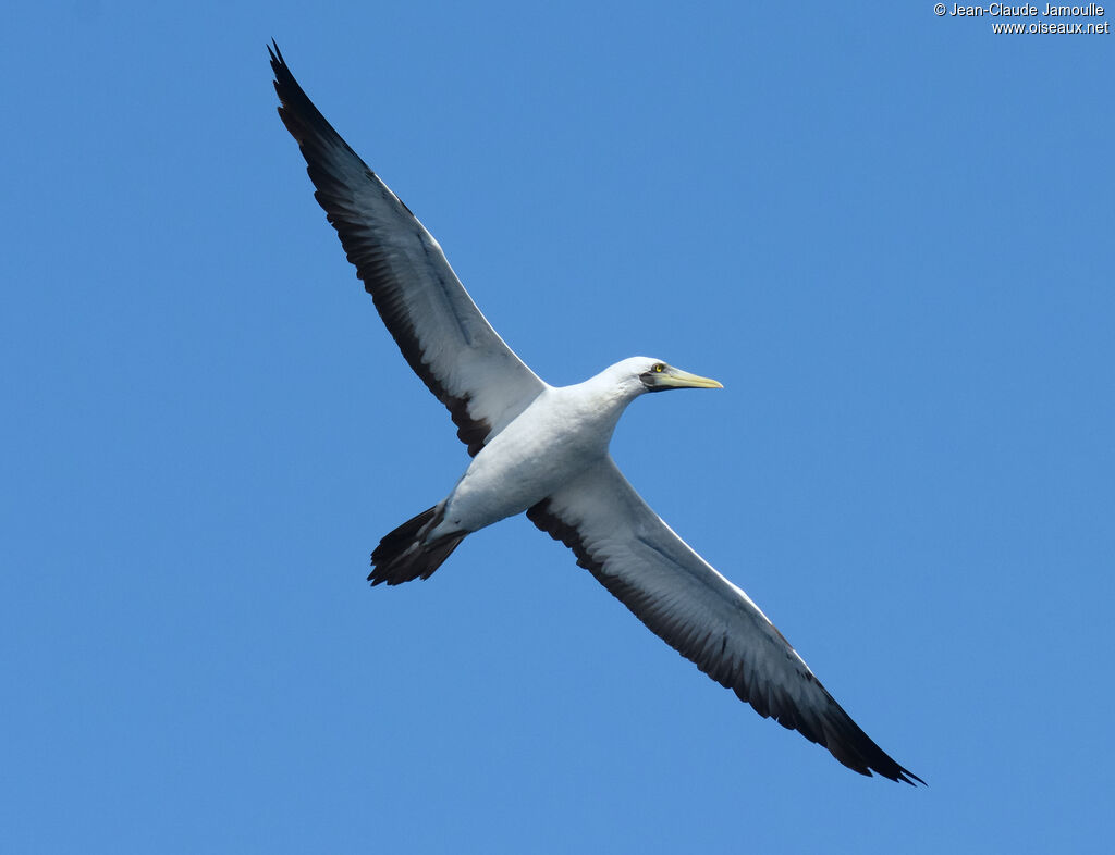 Masked Booby, Flight