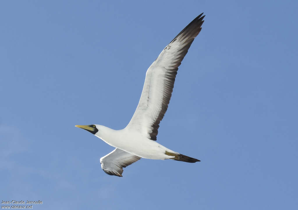 Masked Boobyadult, pigmentation, Flight