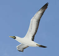 Masked Booby