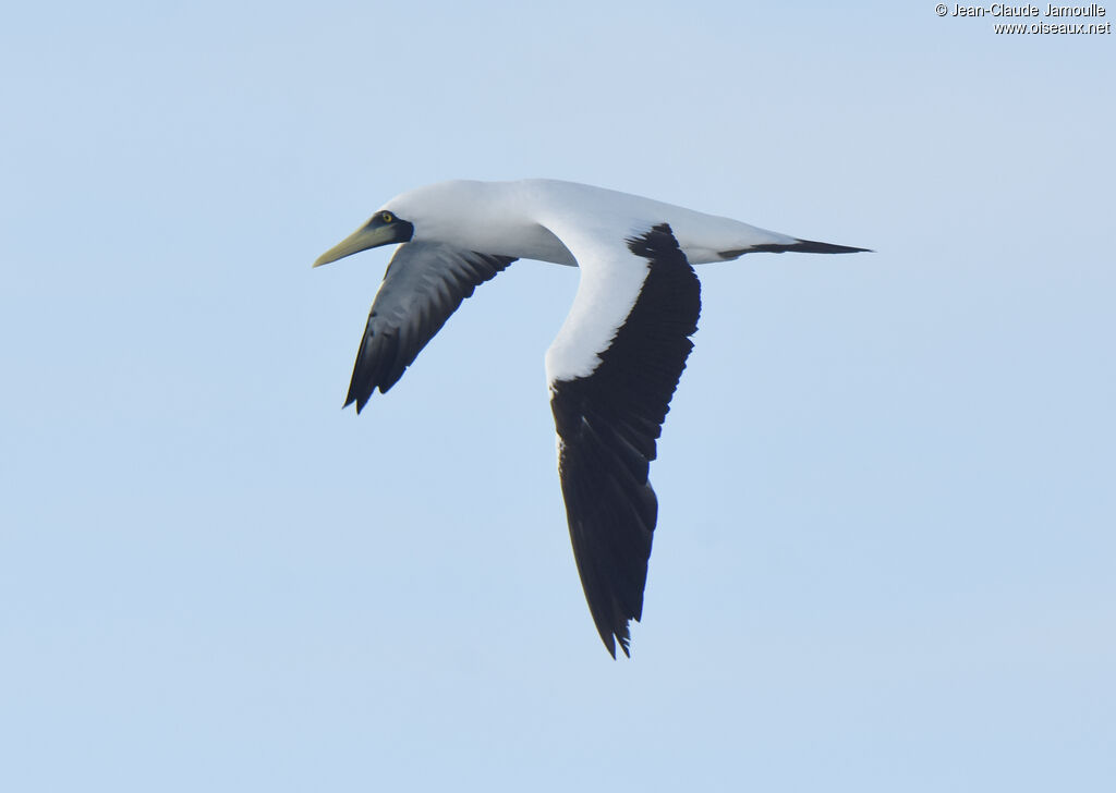 Masked Booby