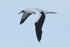 Masked Booby