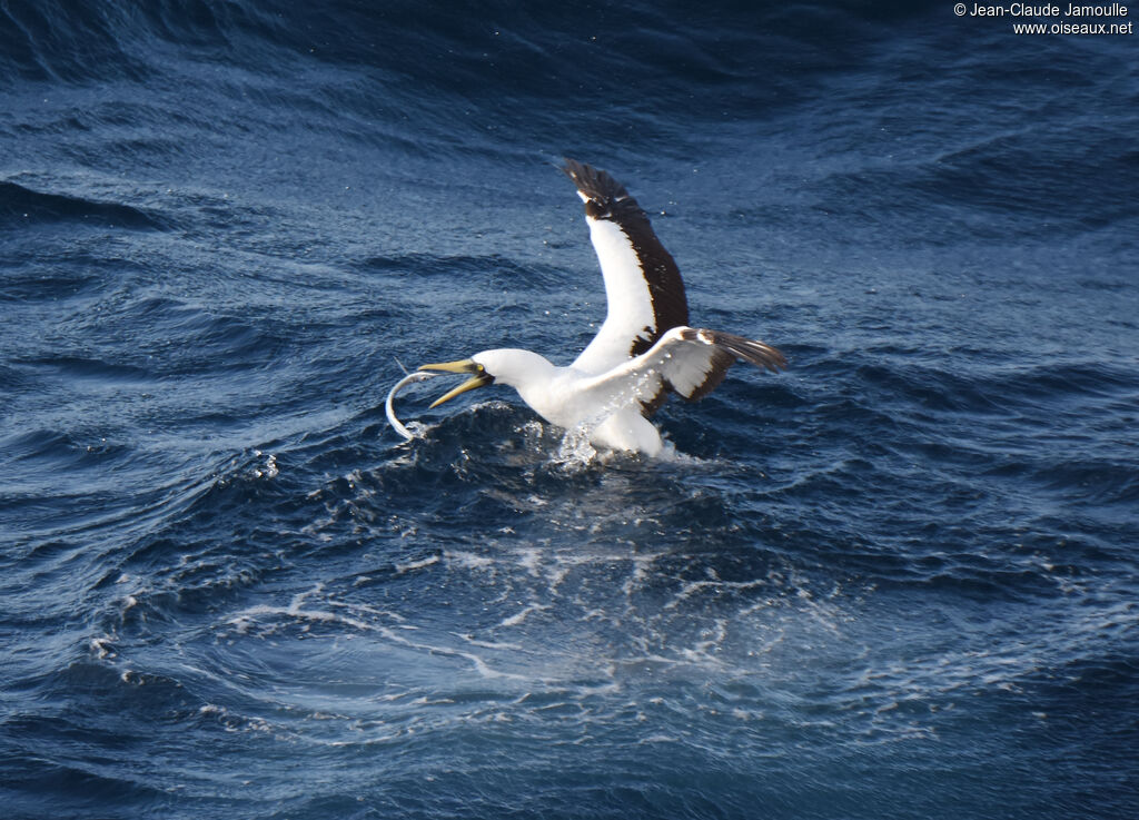 Fou masquéadulte, pêche/chasse