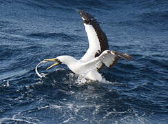 Masked Booby