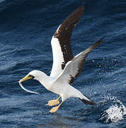 Masked Booby