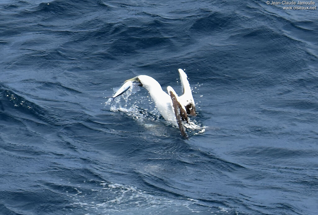 Masked Booby