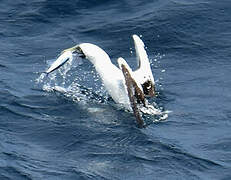 Masked Booby