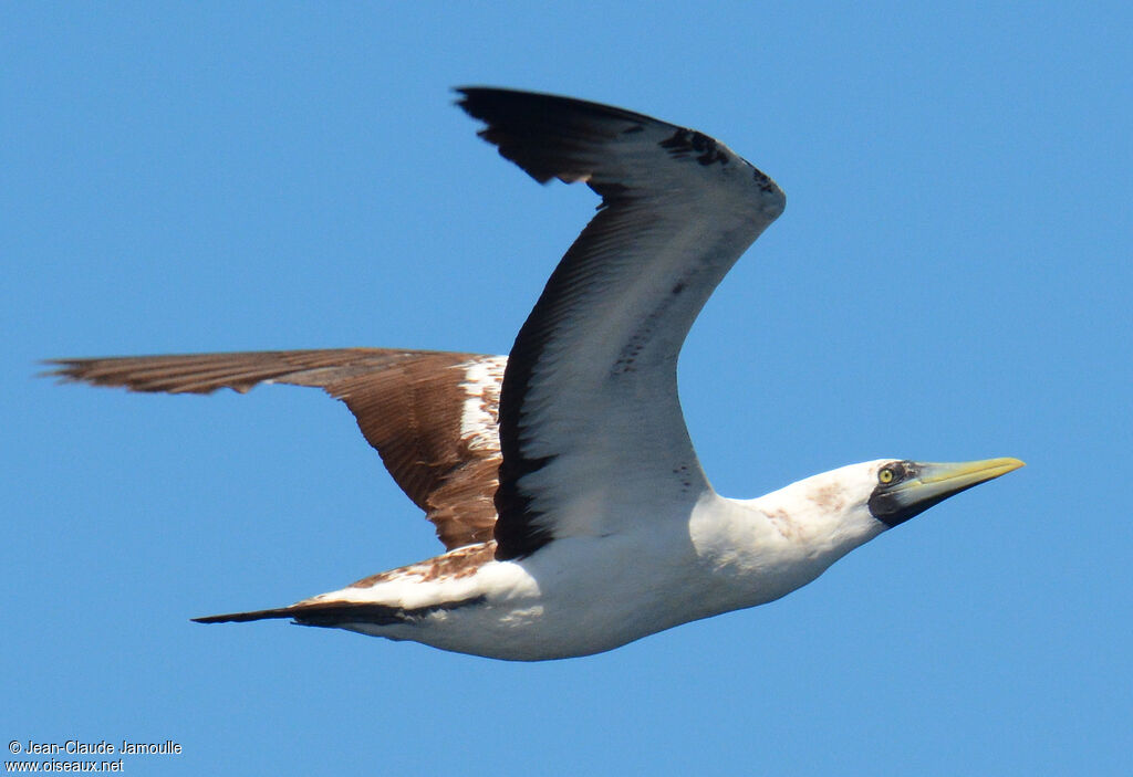 Masked Boobyimmature, Flight