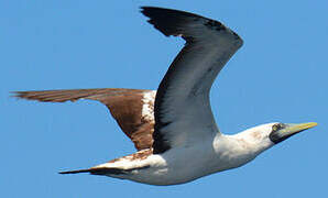 Masked Booby