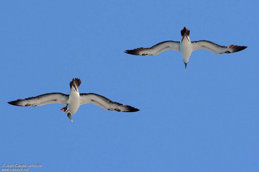 Masked Booby