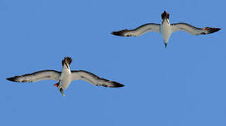 Masked Booby