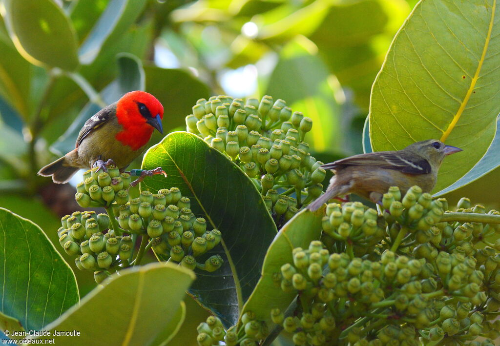 Mauritius Fody , identification, feeding habits