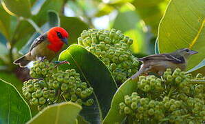 Mauritius Fody