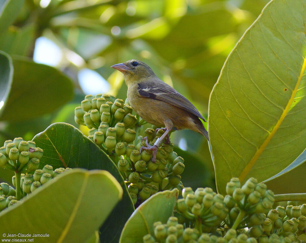 Mauritius Fody female adult, identification