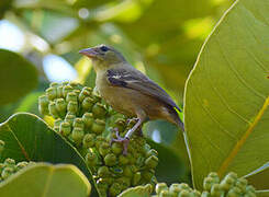 Mauritius Fody