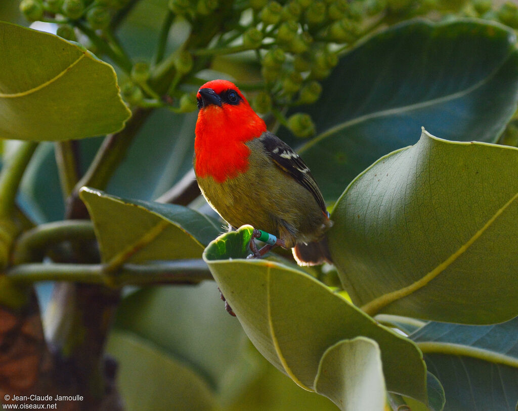 Mauritius Fody male adult, identification