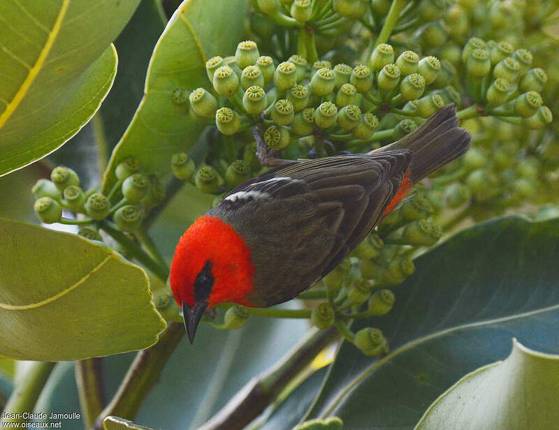 Foudi de Maurice mâle adulte jcja170046