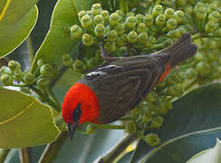 Mauritius Fody