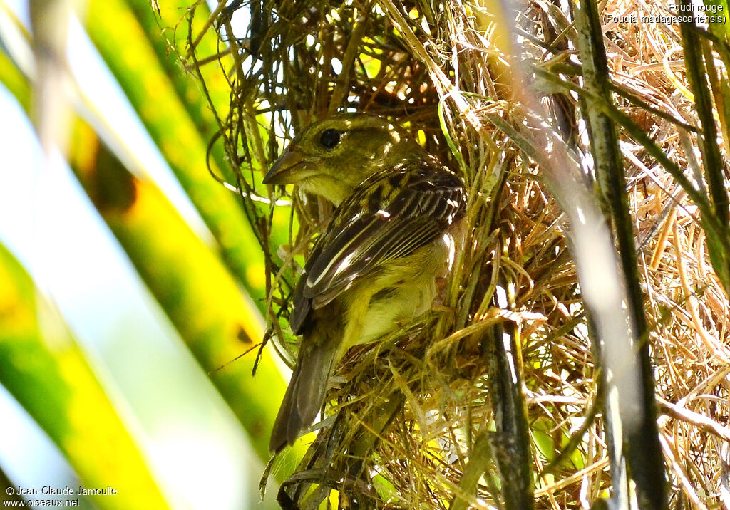 Red Fody female adult, Reproduction-nesting