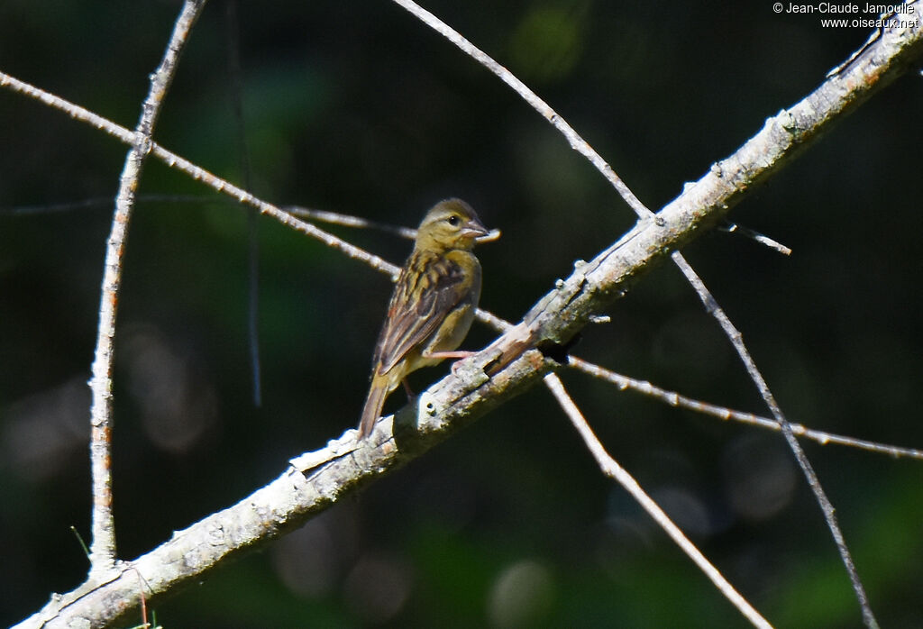 Red Fodyimmature