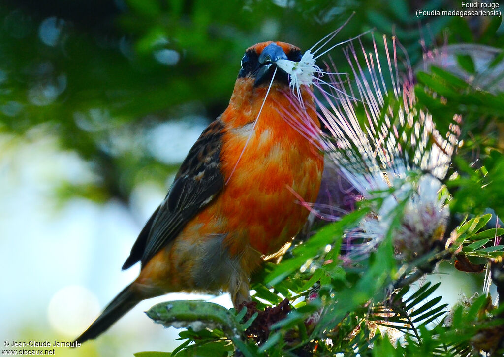 Red Fody male adult, Reproduction-nesting