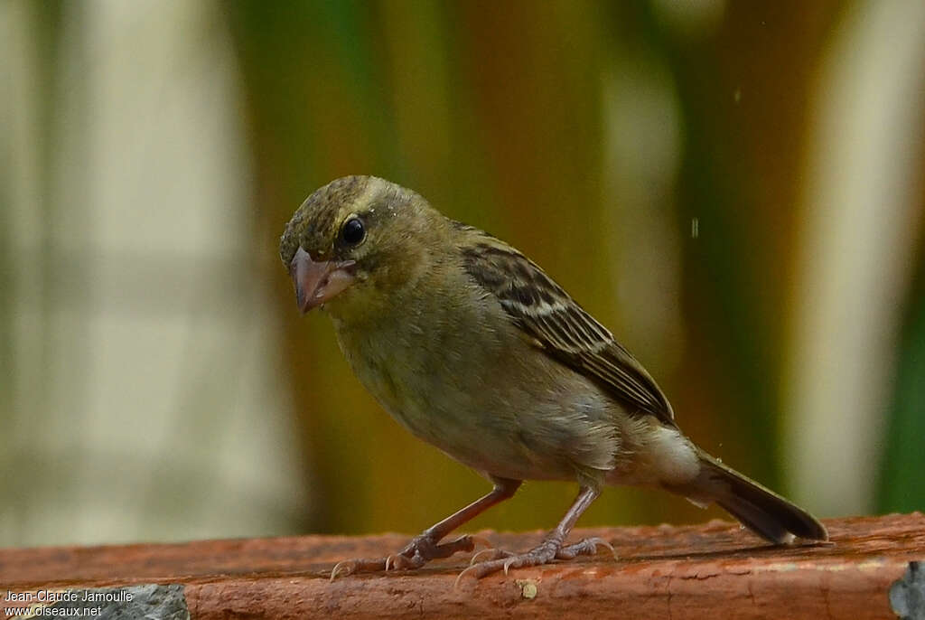 Red Fody female adult