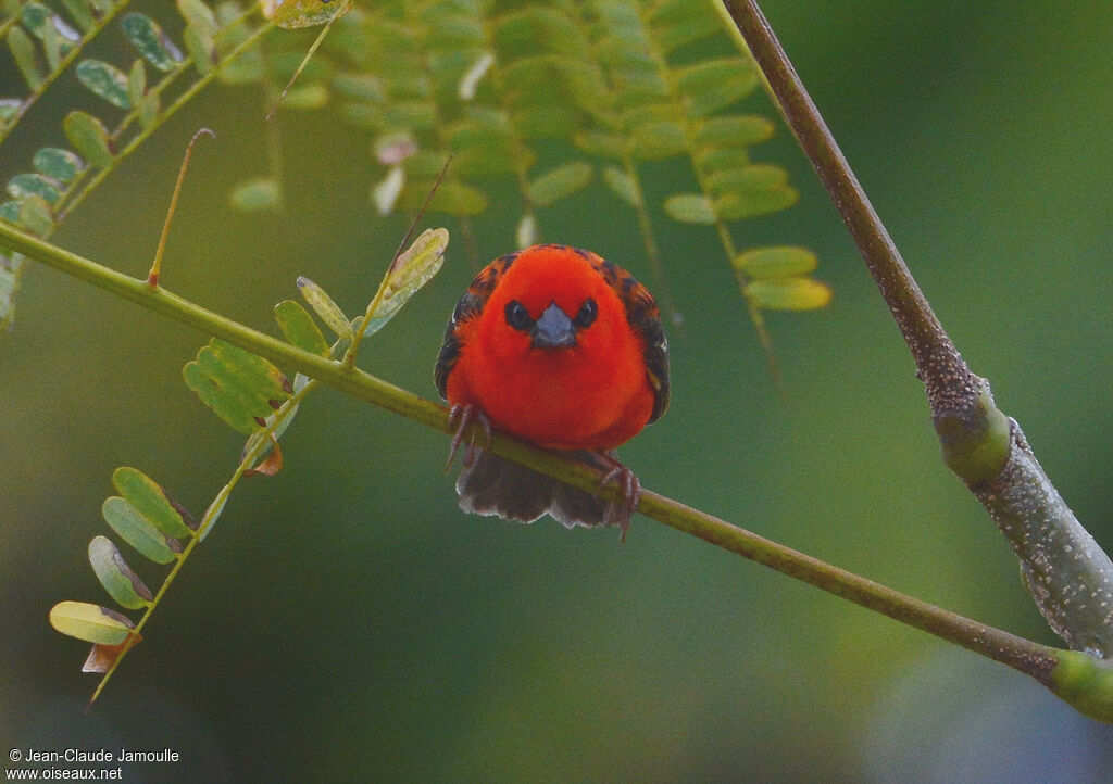 Red Fody