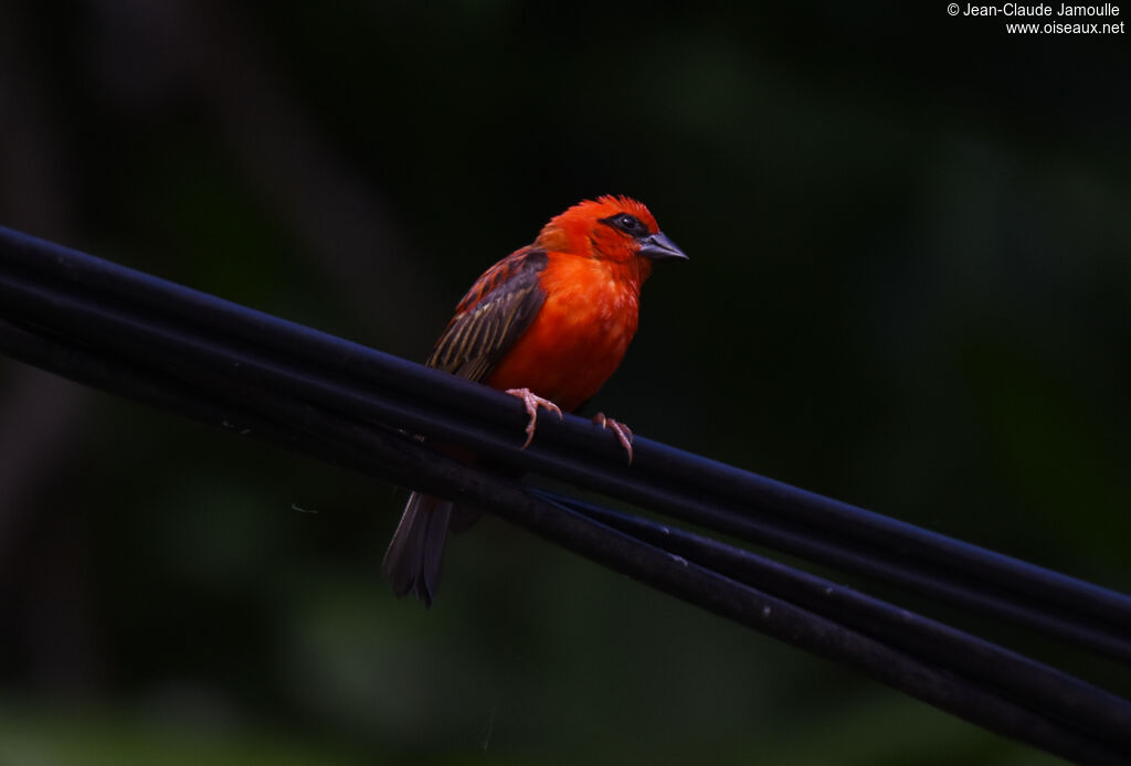 Foudi rouge