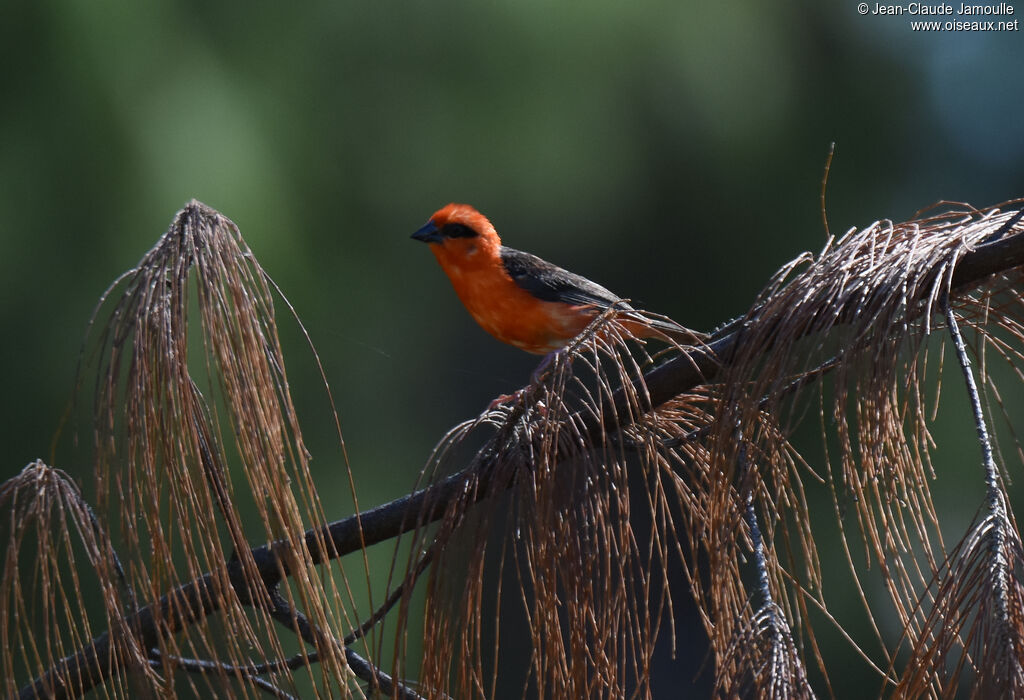 Red Fody male