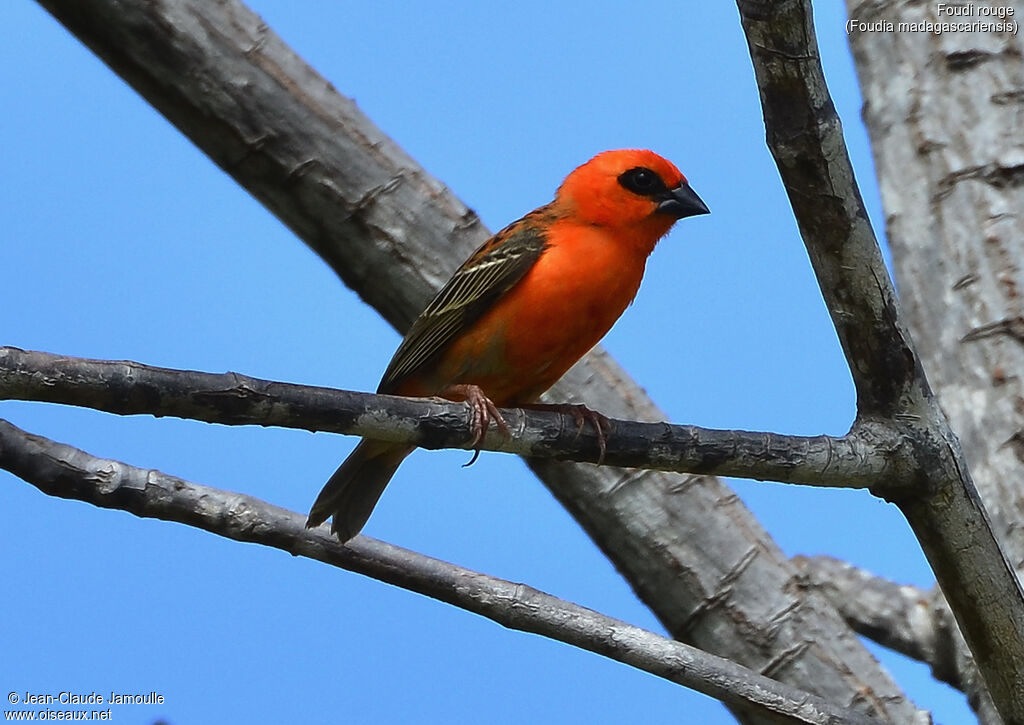 Red Fody male