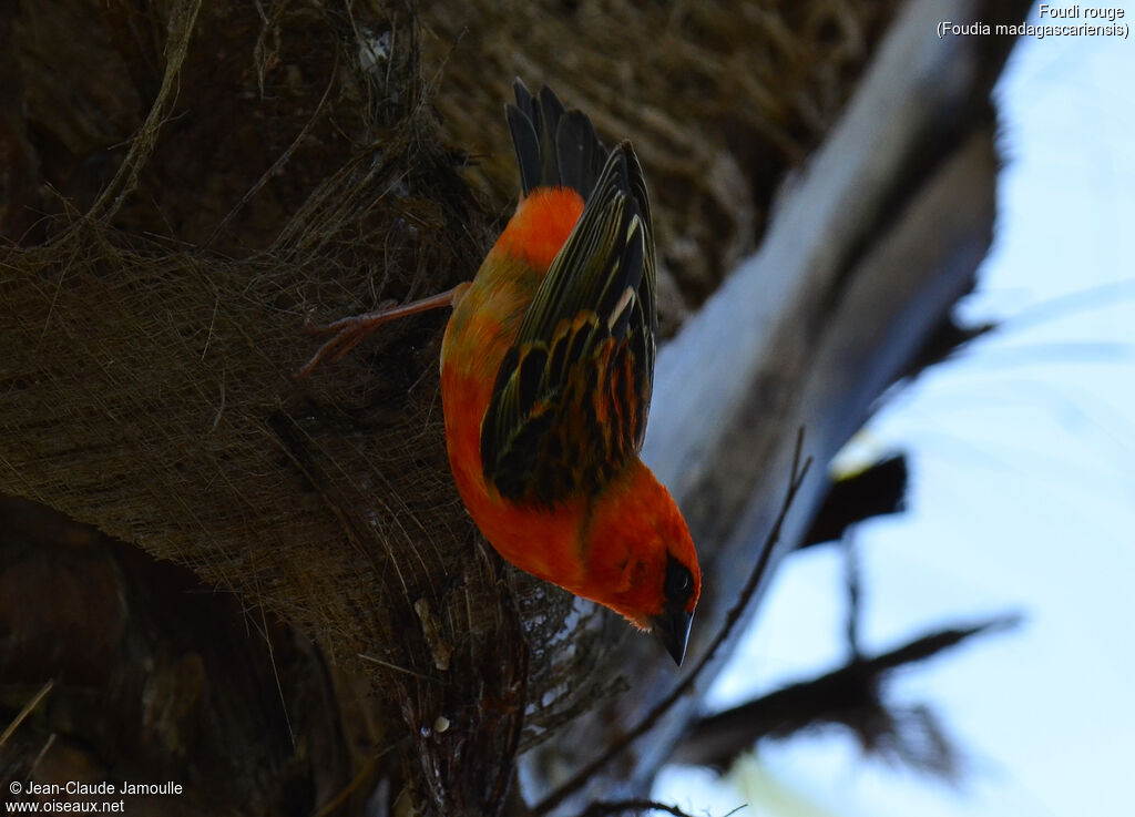 Red Fody male, Behaviour