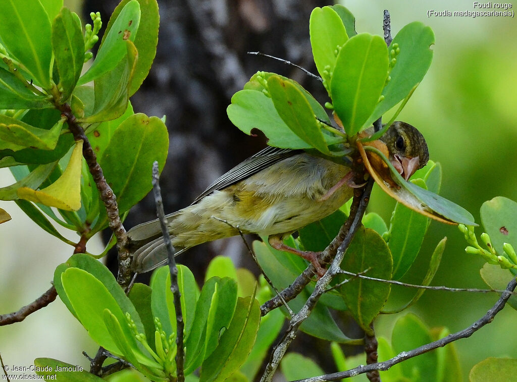 Red Fody female, Reproduction-nesting