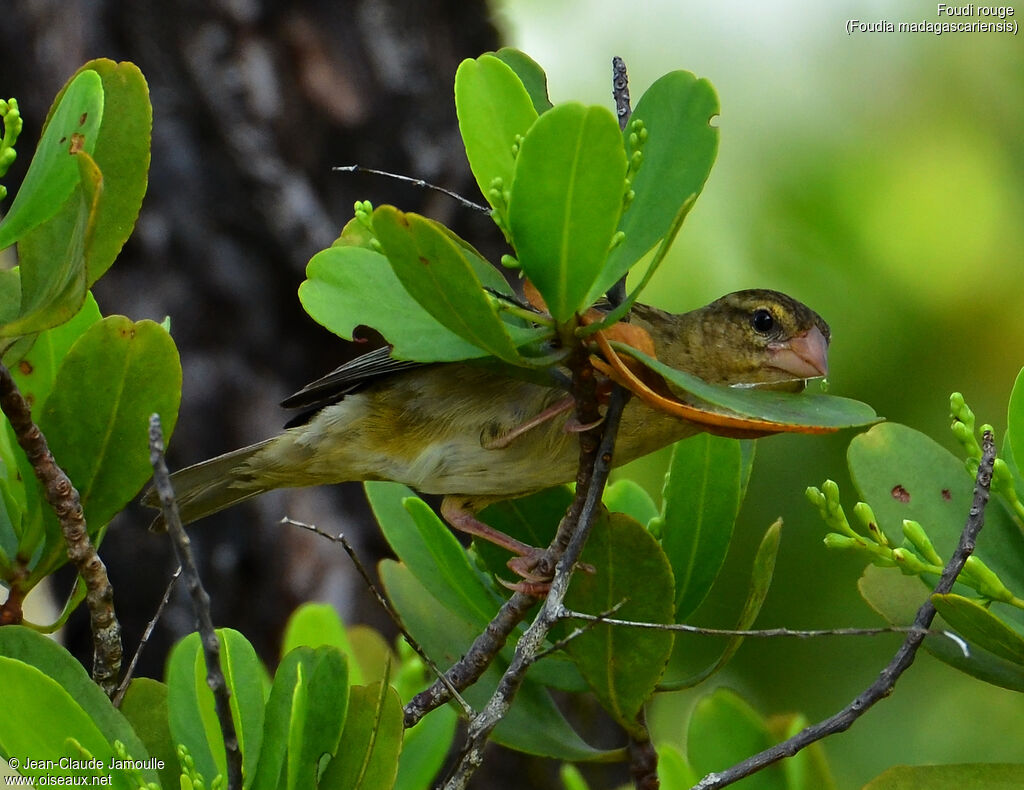 Red Fody female adult, Reproduction-nesting