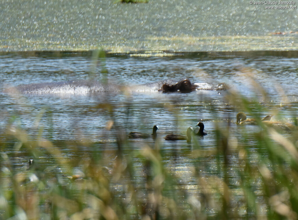 Red-knobbed Coot