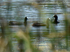 Red-knobbed Coot