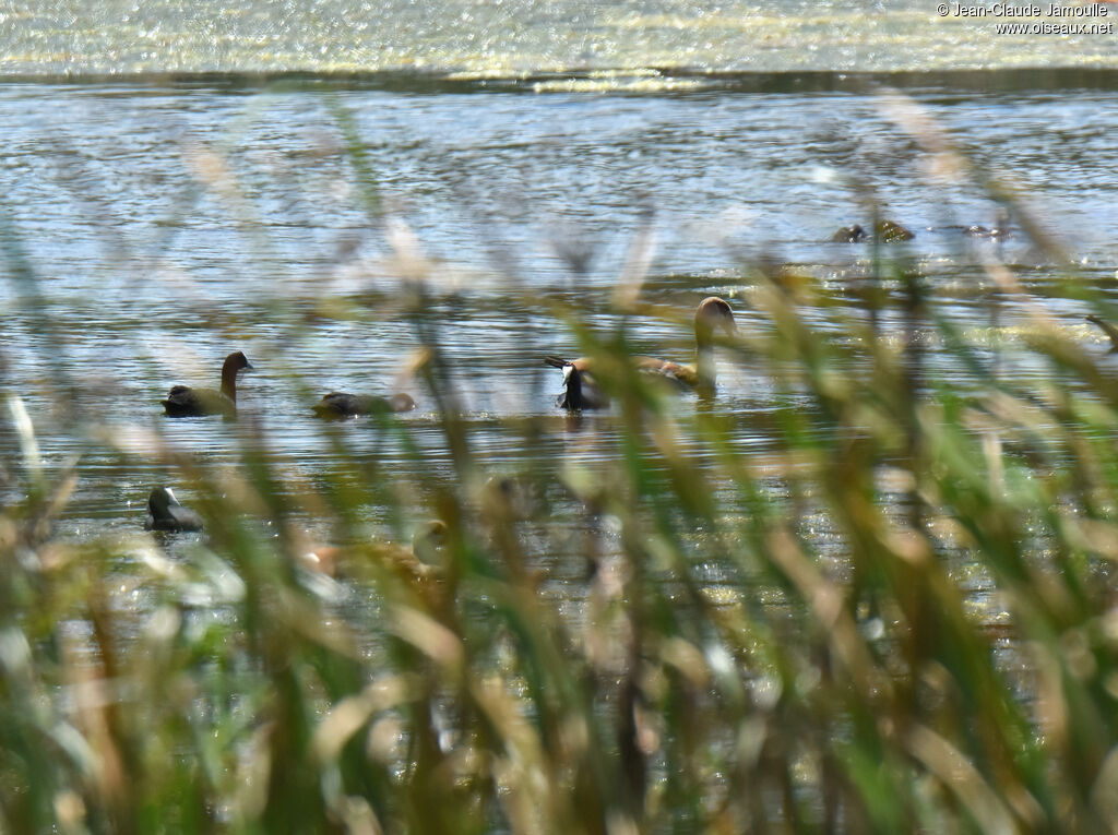 Red-knobbed Coot