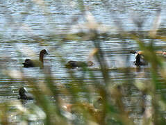 Red-knobbed Coot