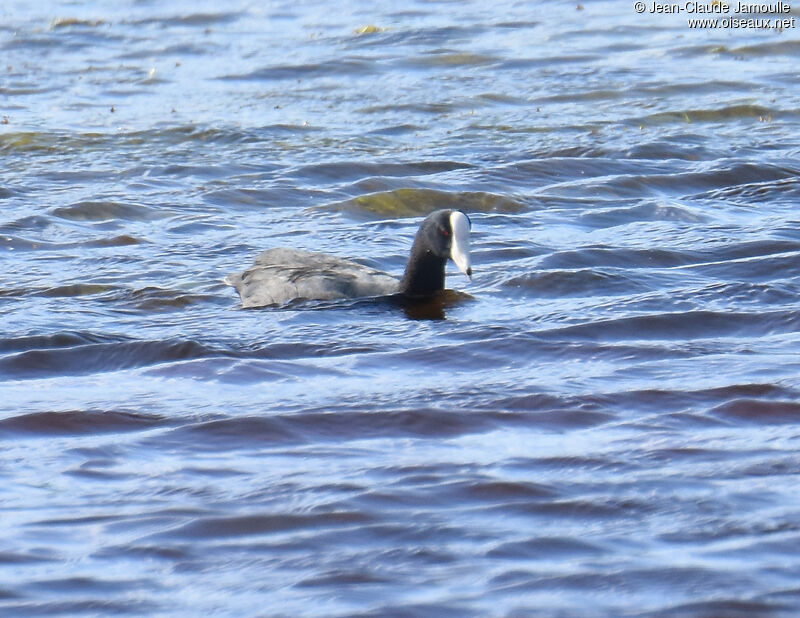 American Coot