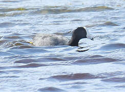 American Coot