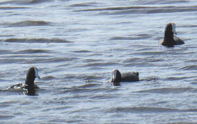 American Coot