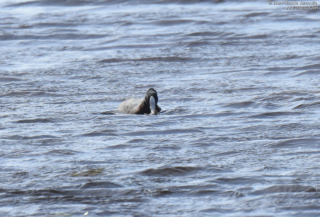 American Coot