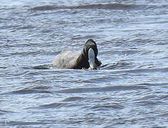 American Coot